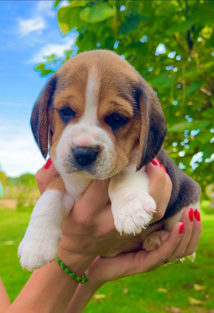 De L’Echo Montois - Chiot disponible  - Beagle