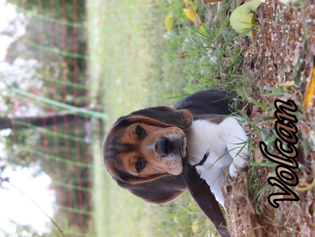 De L’Echo Montois - Chiot disponible  - Beagle