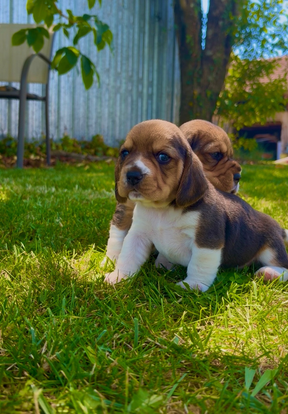 De L’Echo Montois - Chiots disponibles - Beagle