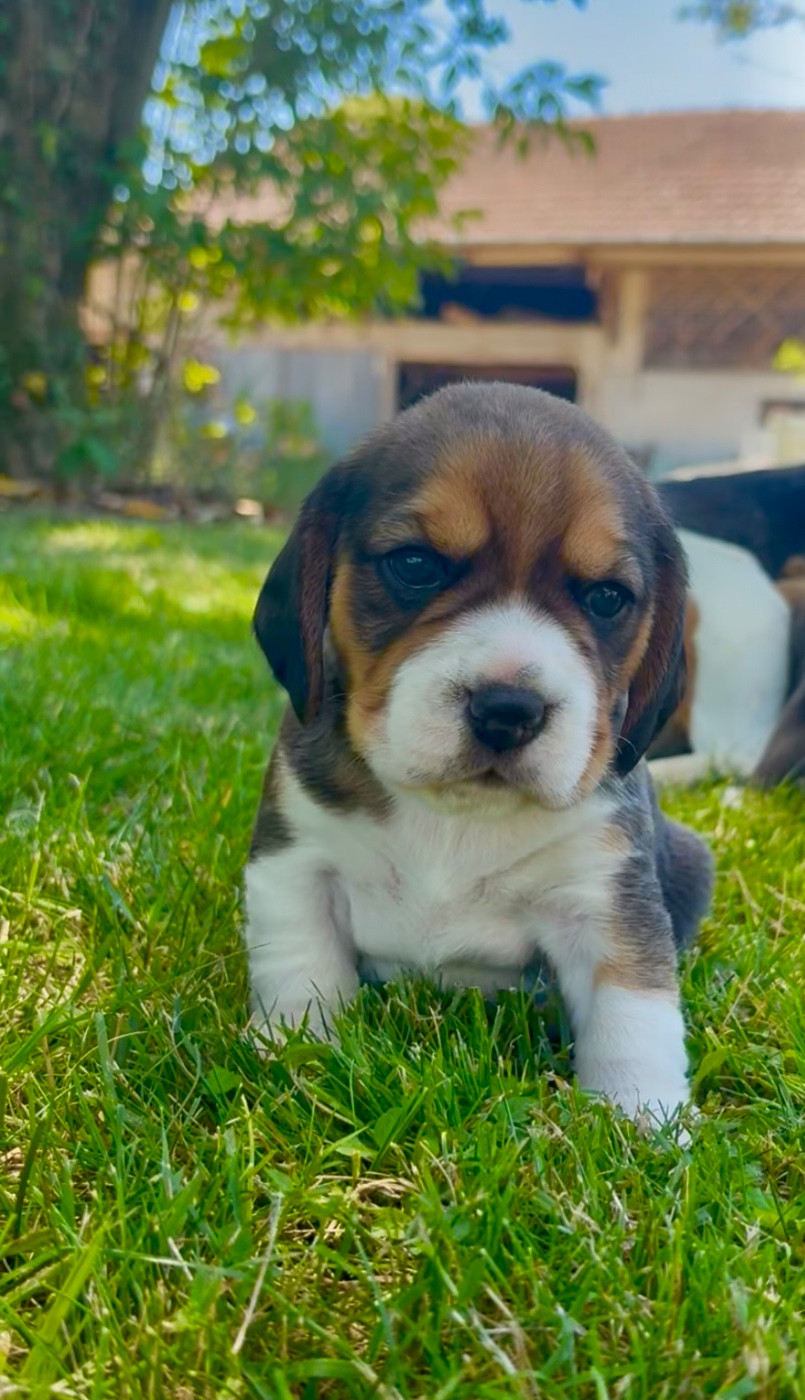 De L’Echo Montois - Chiots disponibles - Beagle