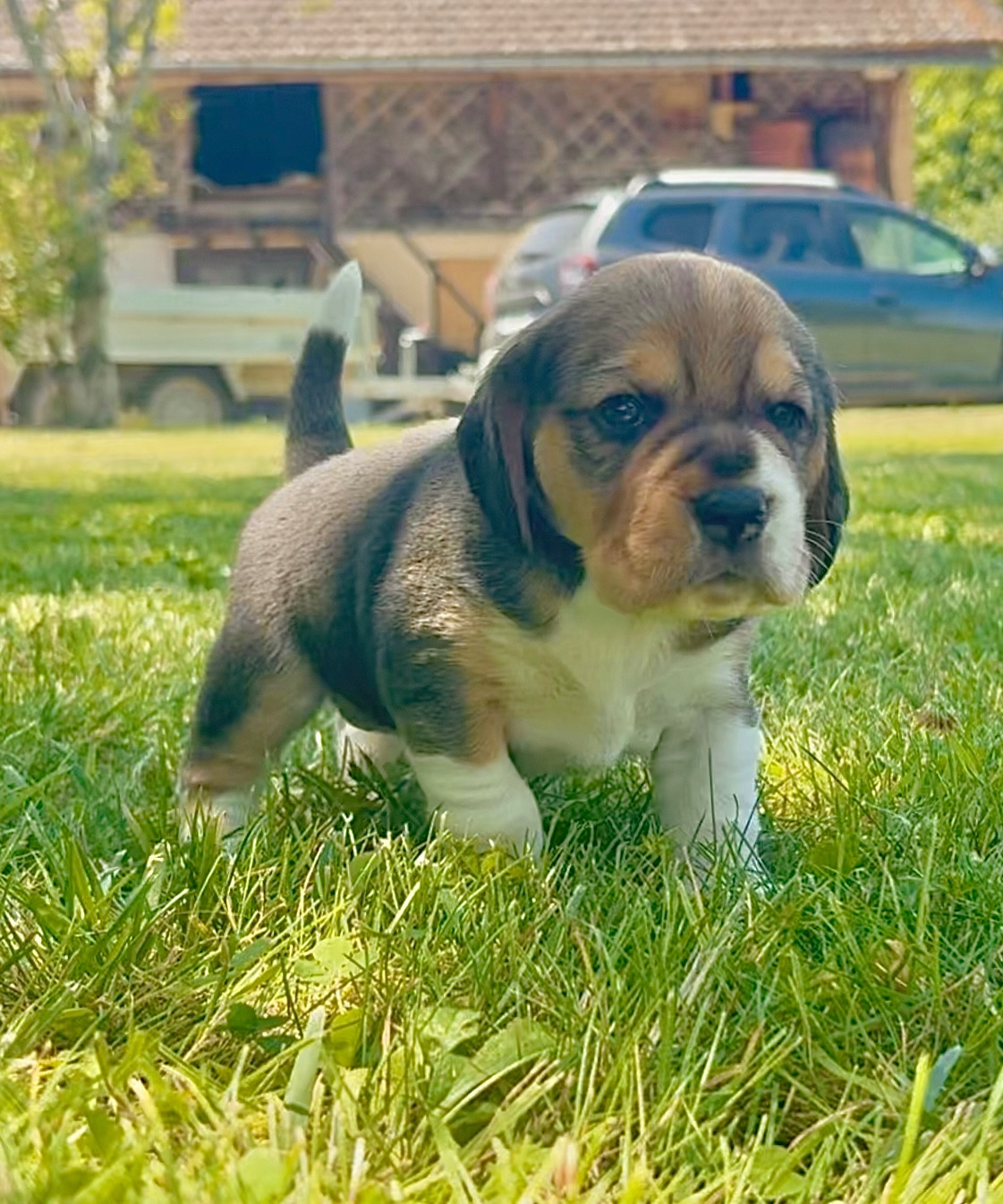 De L’Echo Montois - Chiots disponibles - Beagle