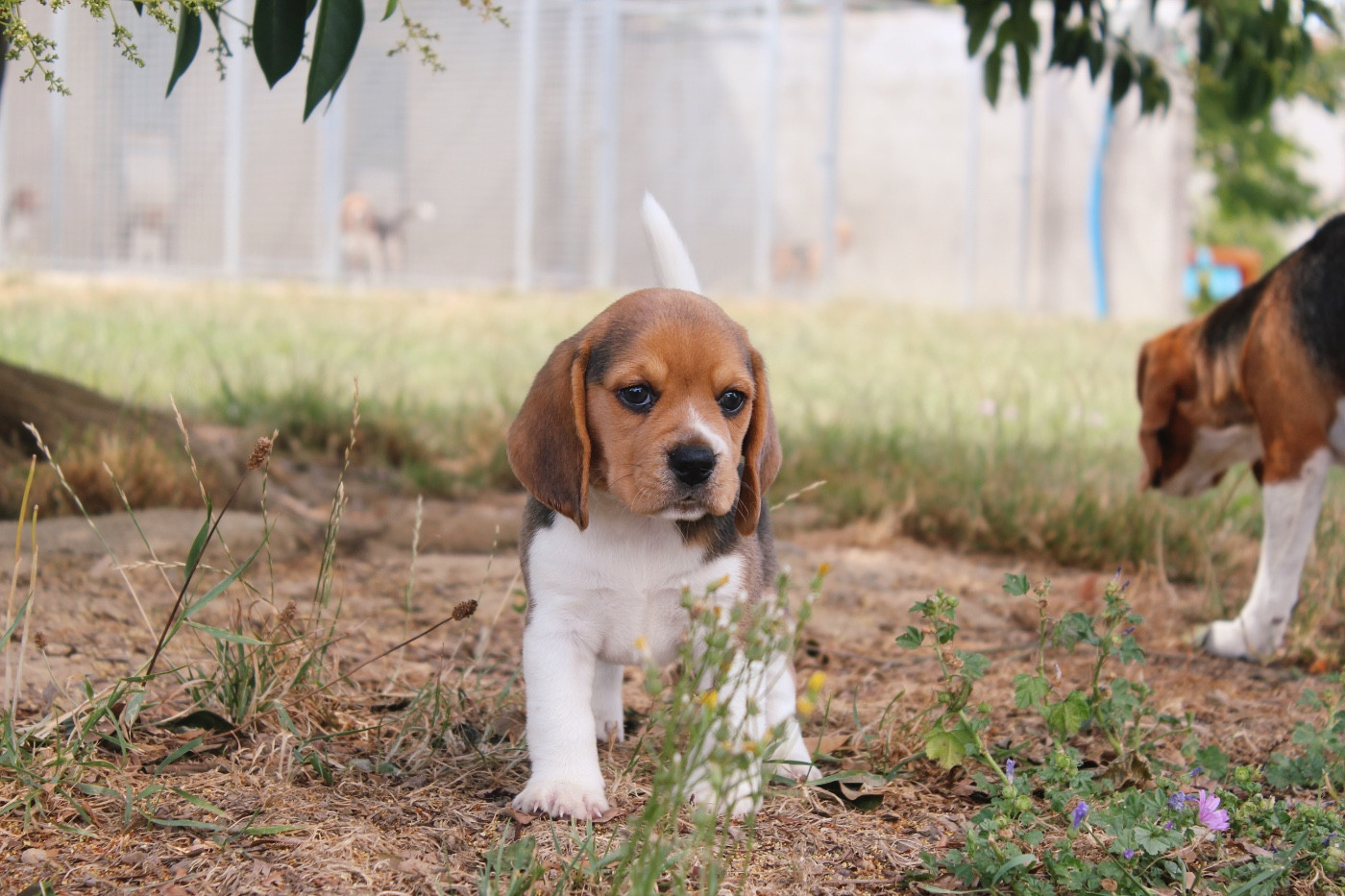 De L’Echo Montois - Chiots disponibles - Beagle