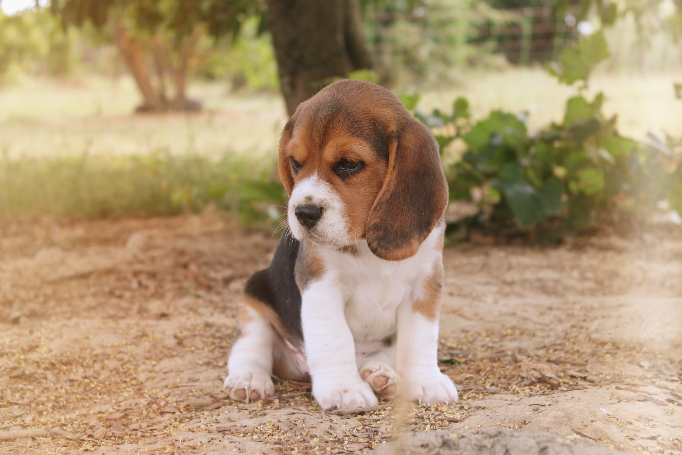 De L’Echo Montois - Chiots disponibles - Beagle