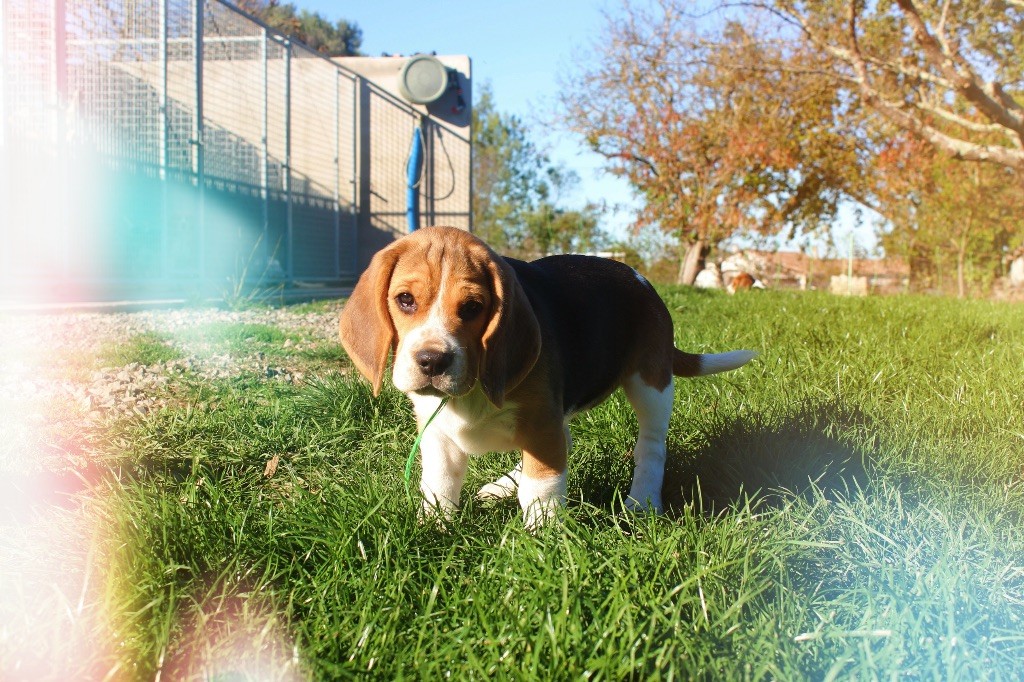 De L’Echo Montois - Chiots disponibles - Beagle