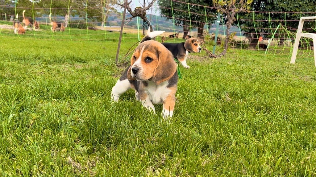 De L’Echo Montois - Chiots disponibles - Beagle