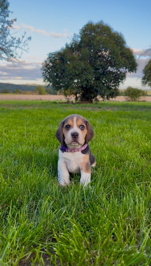 De L’Echo Montois - Chiots disponibles - Beagle