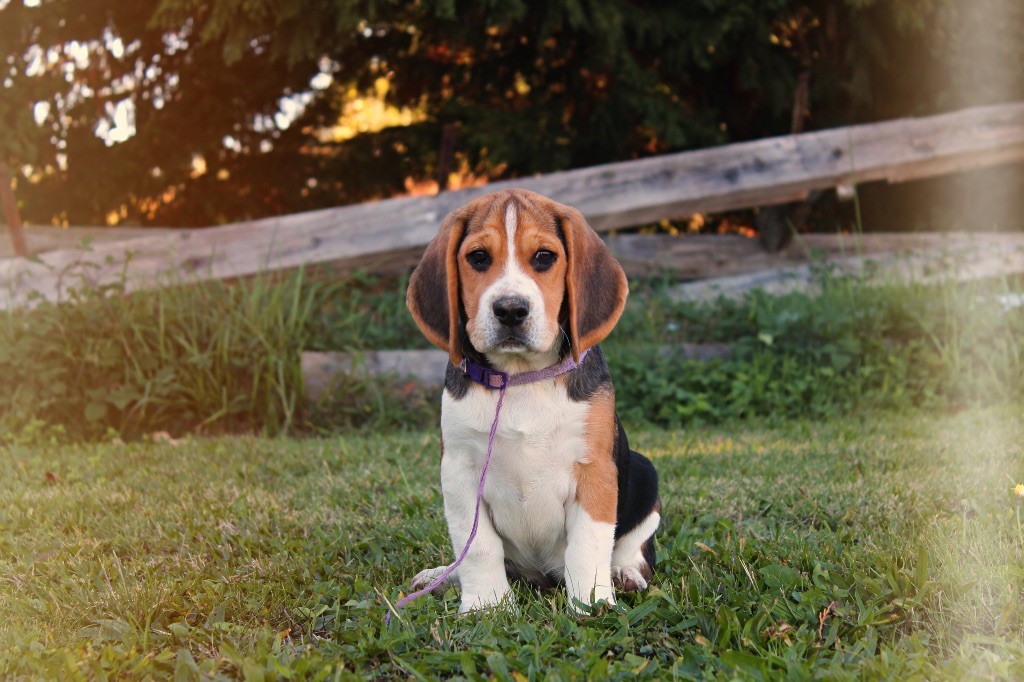 De L’Echo Montois - Chiots disponibles - Beagle