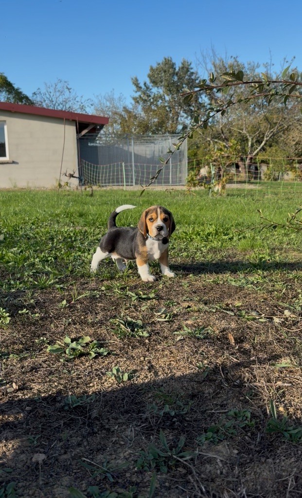 Chiot Beagle De L’Echo Montois